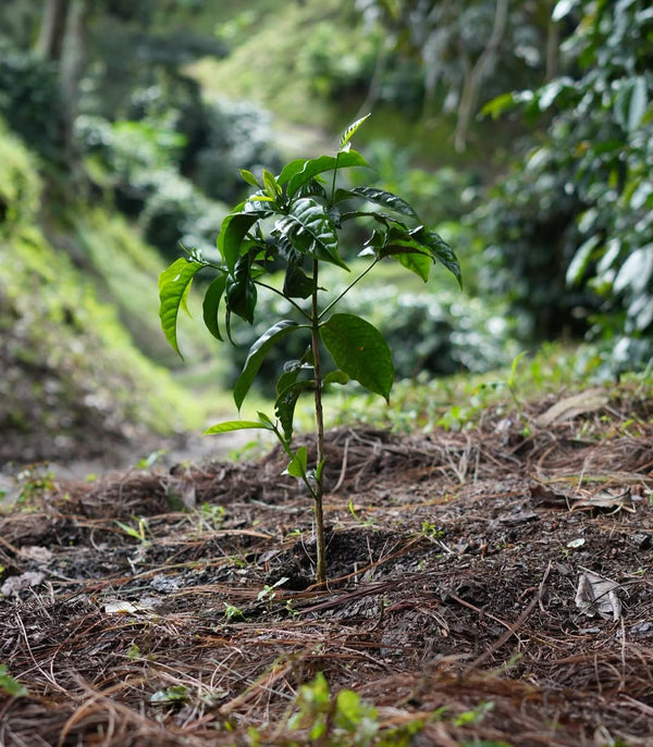 【浅煎り】パナマ チェバス ティピカ ナチュラル /   Panama Chevas Typica Natural