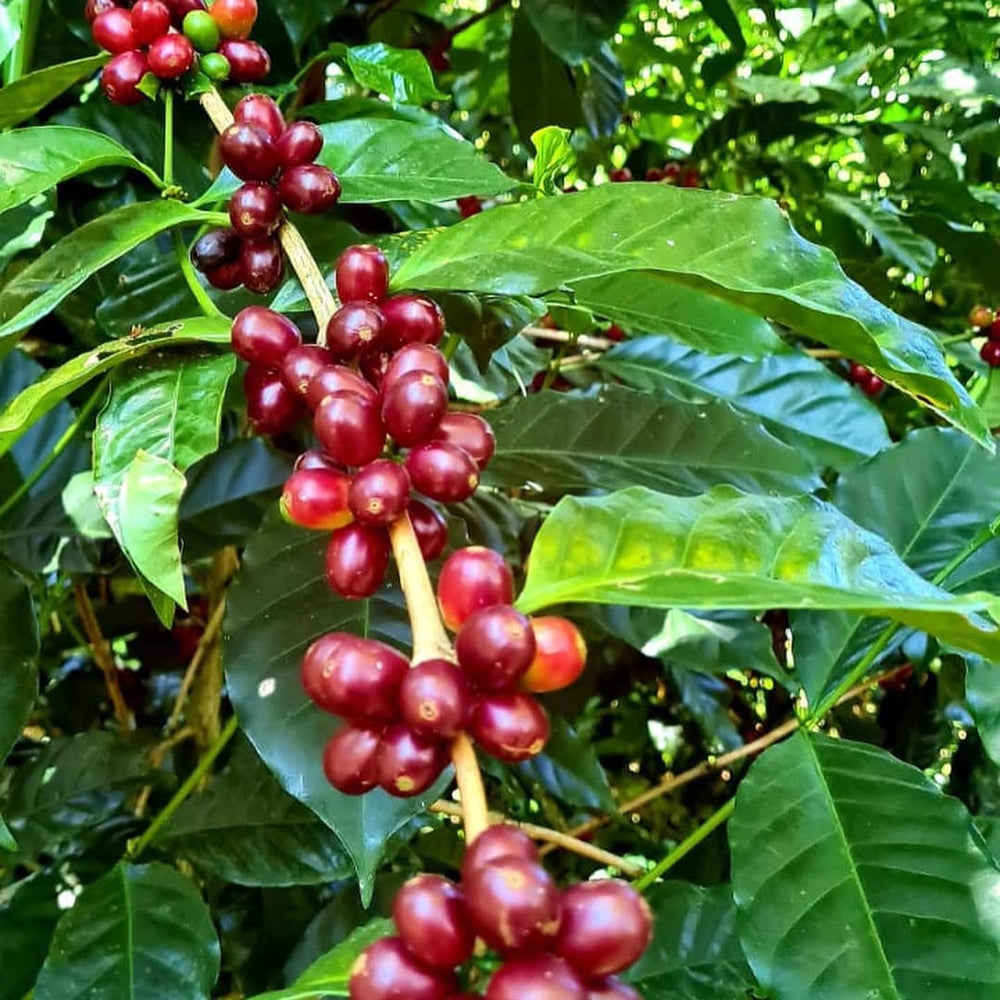 浅煎り】パナマ アブ TN555 カトゥアイ ウォッシュド / Panama ABU