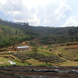 【中煎り】ルワンダ  ニャルシザ バロ / Rwanda Nyarusiza Baro
