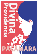 【浅煎り】エルサルバドル ディビナ・プロヴィデンシア パカマラ ウォッシュド  /  El Salvador Divina Providencia Pacamara Washed（100g）