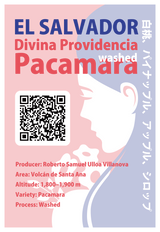 【浅煎り】エルサルバドル ディビナ・プロヴィデンシア パカマラ ウォッシュド  /  El Salvador Divina Providencia Pacamara Washed（100g）