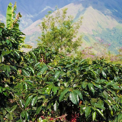 中煎り】ペルー マイクロロット・サントス / Peru - Santos Tocto