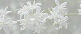 【浅煎り】グアテマラ エル・インヘルト マラウィゲイシャ ウォッシュド/ Guatemala El Injerto Malawi Geisha washed(100g)